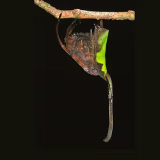 Étrangeté du vivant : cette griffe n'aurait jamais dû se trouver là, et pourtant elle révèle l'origine secrète des araignées 3 L’illusion est parfaite : immobile en pleine journée, ce « morceau de feuille » n’est autre qu’un prédateur habilement camouflé. © Bernard DUPONT via Wikimedia Commons